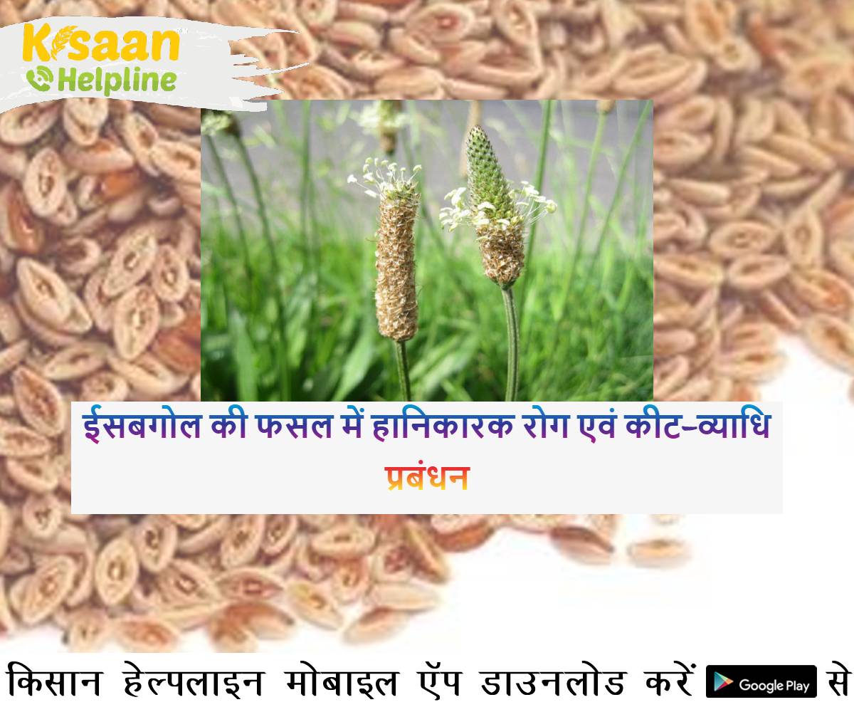 ईसबगोल की फसल में हानिकारक रोग एवं कीट-व्याधि प्रबंधन